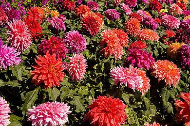 《防风少年 不良们的英雄谭》Steam页面开放 3月12日发行